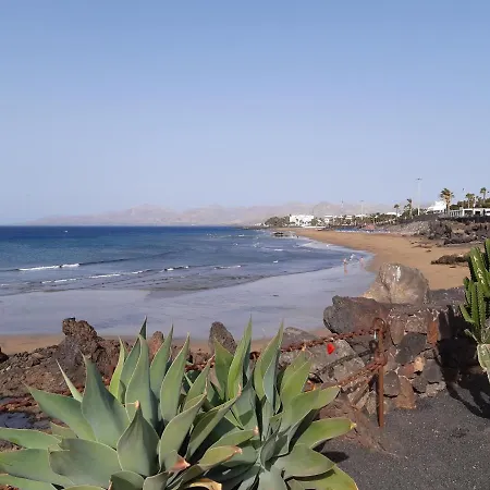 Tabaibas Puerto del Carmen (Lanzarote)