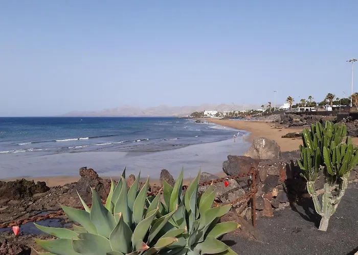Tabaibas Puerto del Carmen (Lanzarote)
